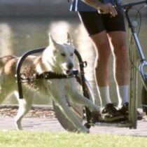 A dog powered scooter means both you and your dog get exercise.